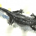 Salamandra di Lanza, Salamandra lanzai (by f.andreone)